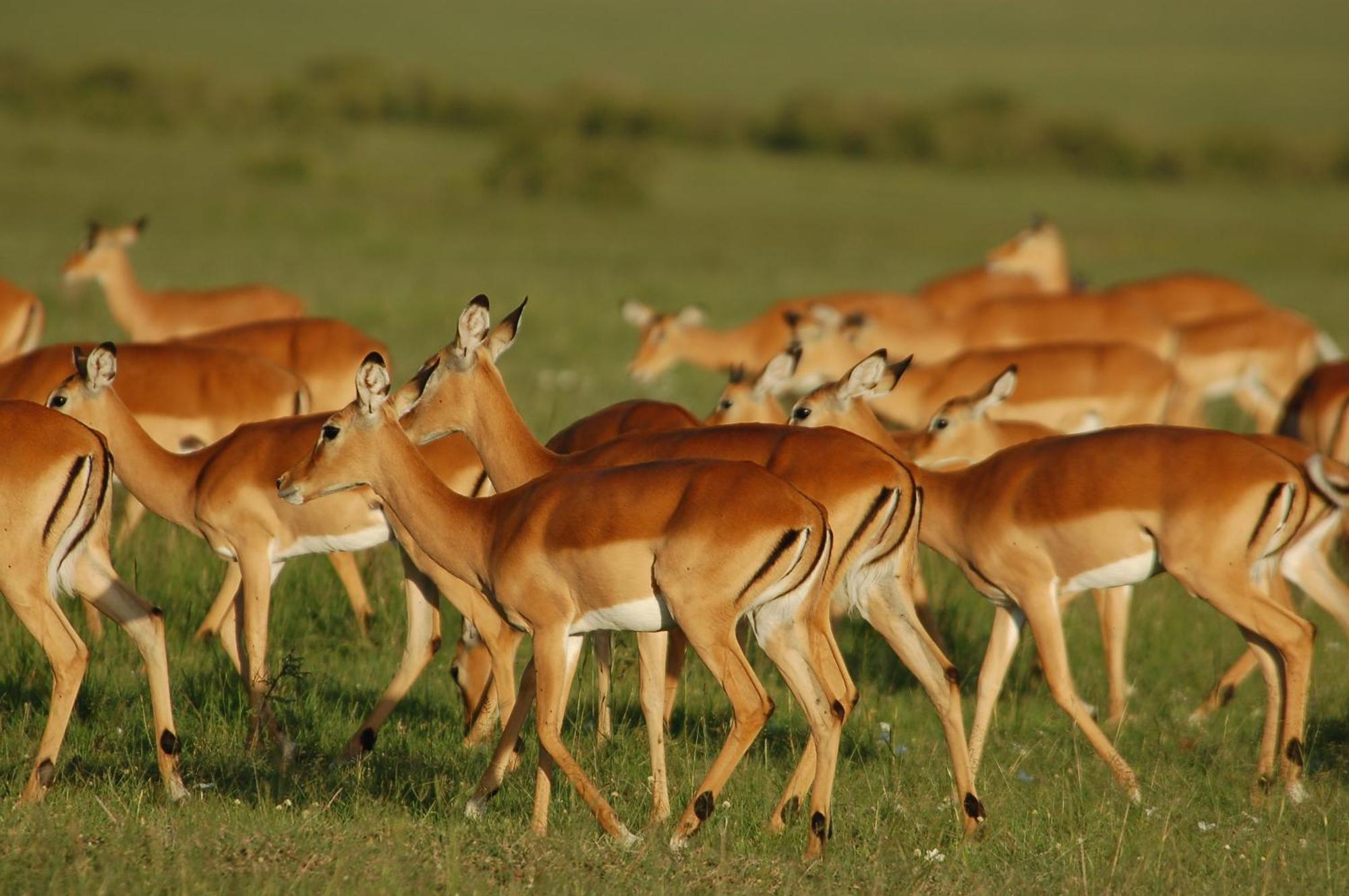 Mara Intrepids Tented Camp Talek Exterior photo
