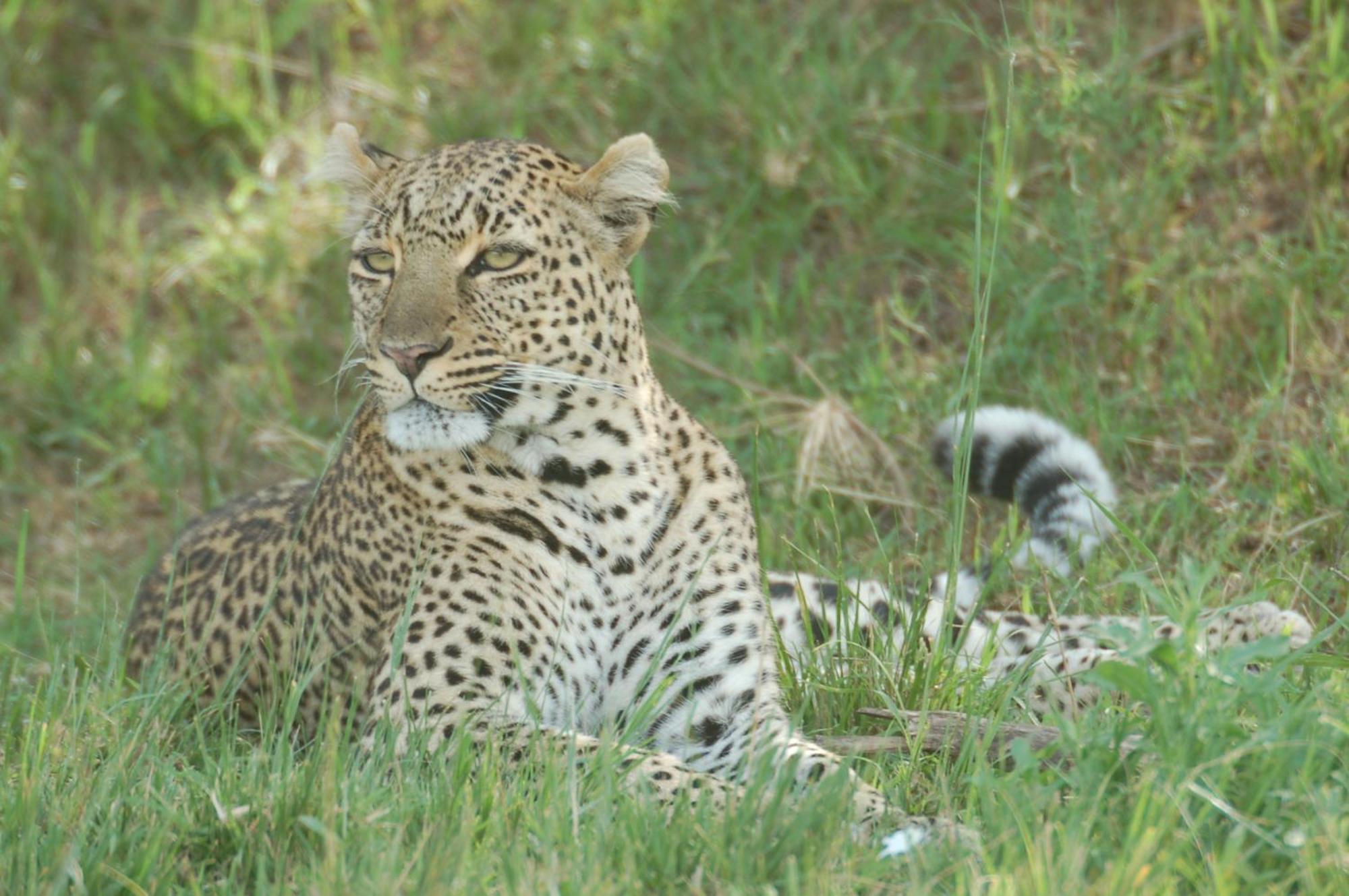 Mara Intrepids Tented Camp Talek Exterior photo
