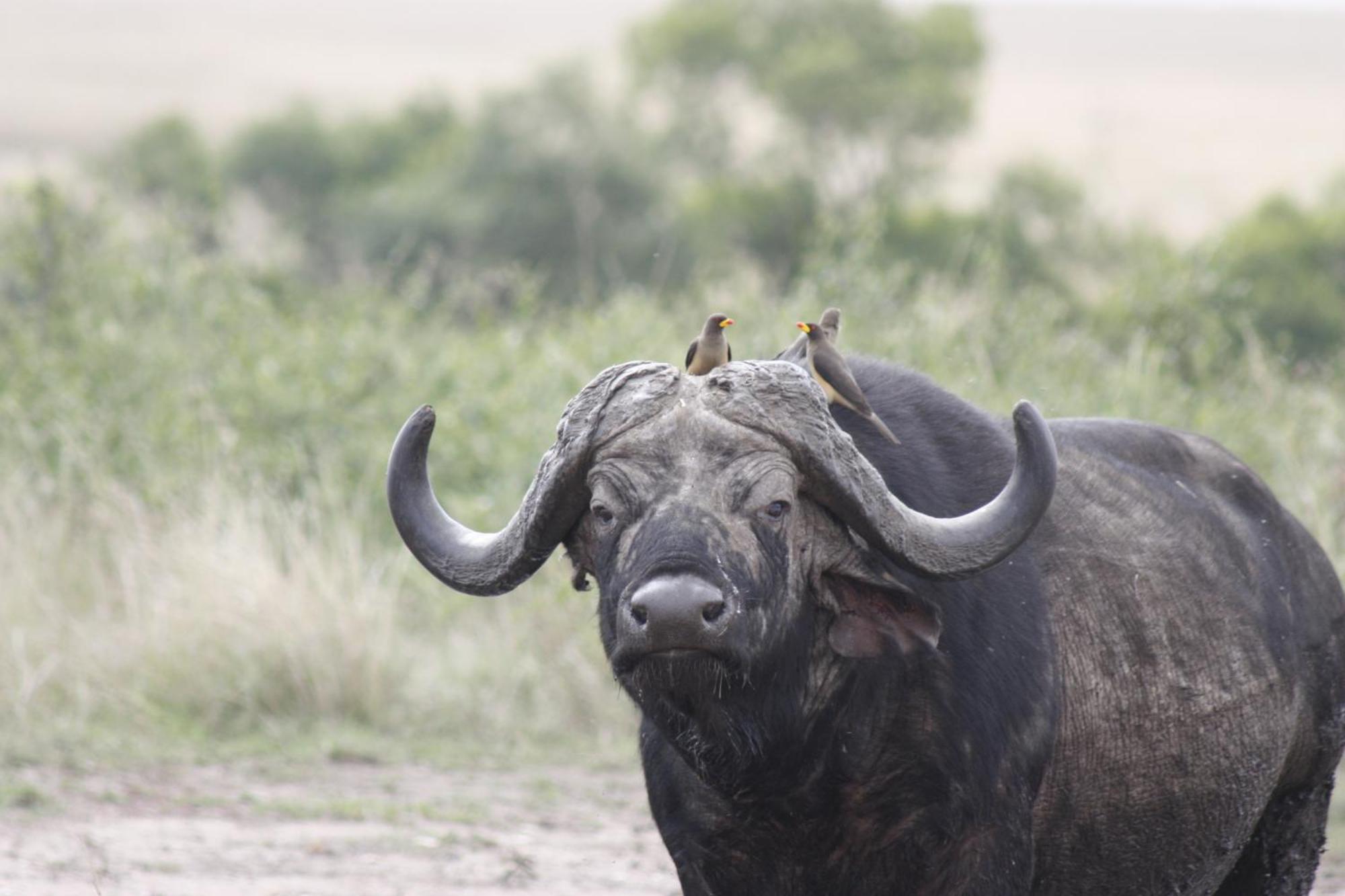 Mara Intrepids Tented Camp Talek Exterior photo