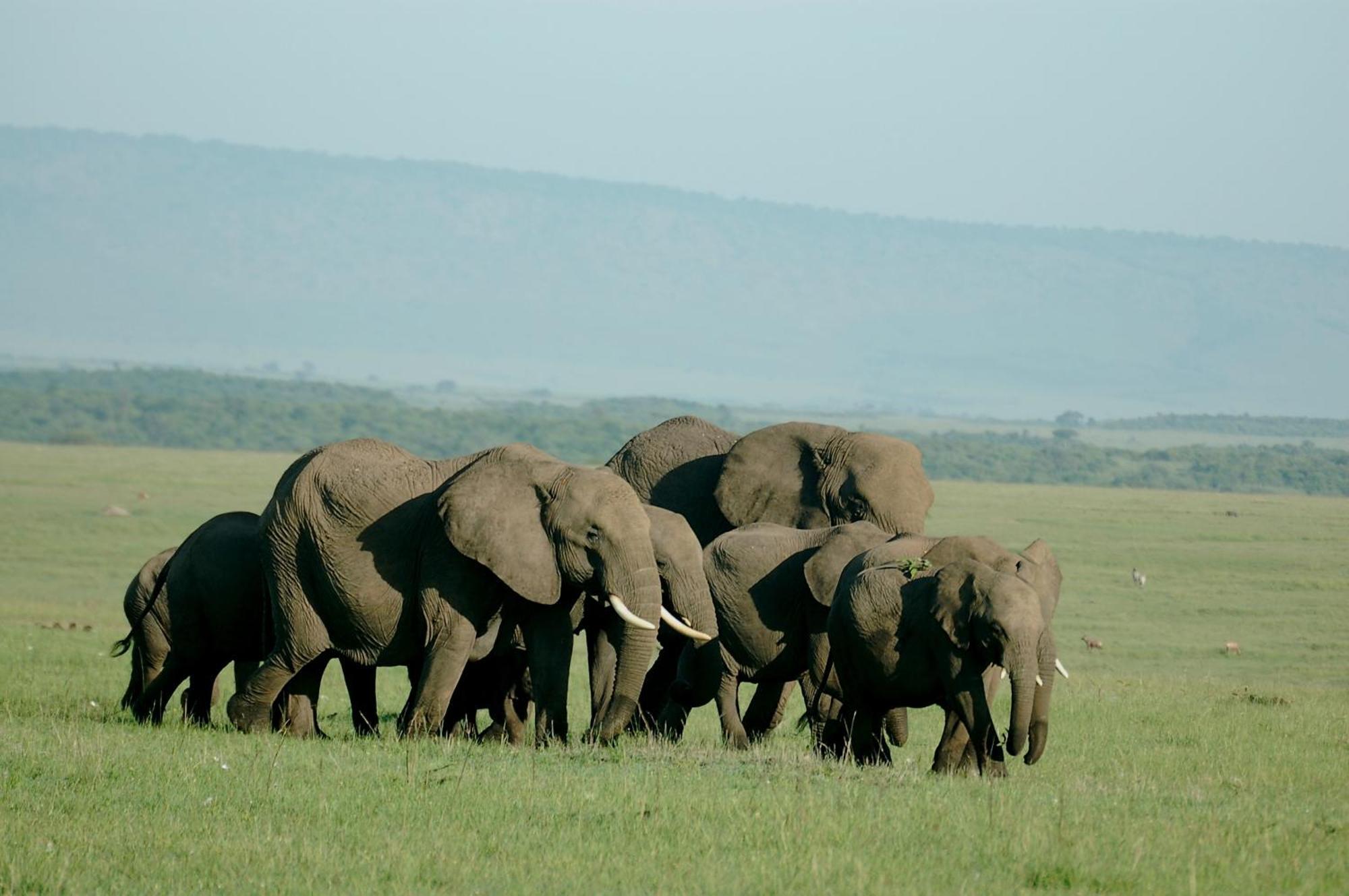 Mara Intrepids Tented Camp Talek Exterior photo