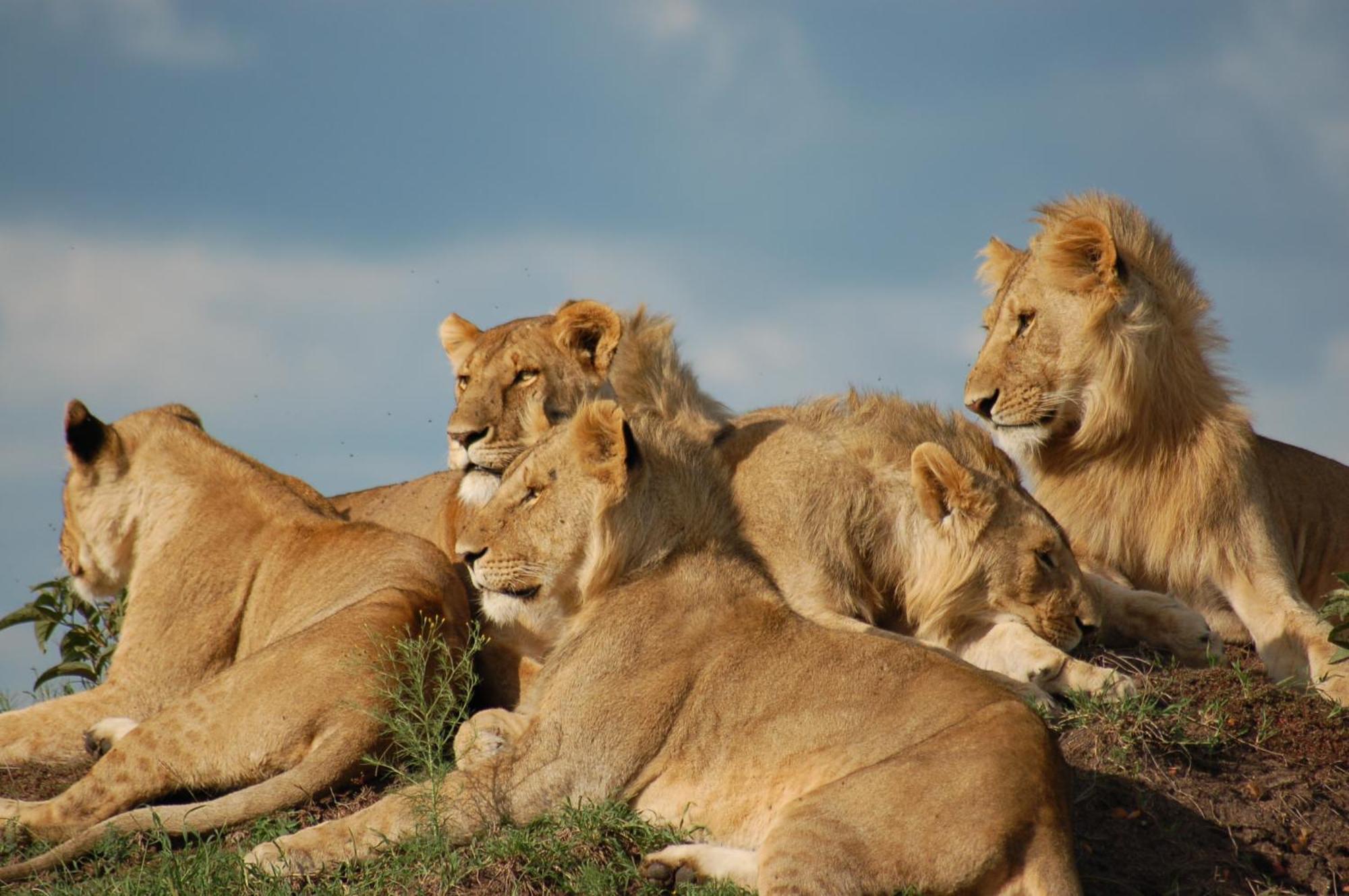 Mara Intrepids Tented Camp Talek Exterior photo