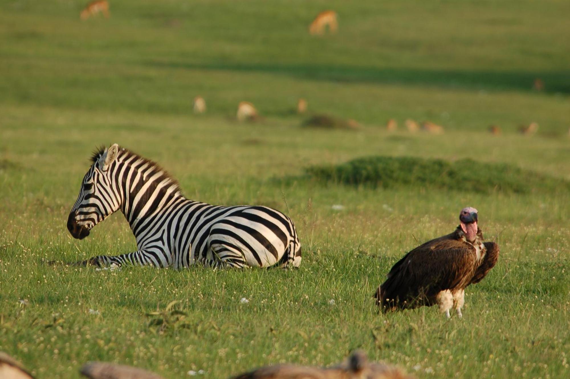 Mara Intrepids Tented Camp Talek Exterior photo