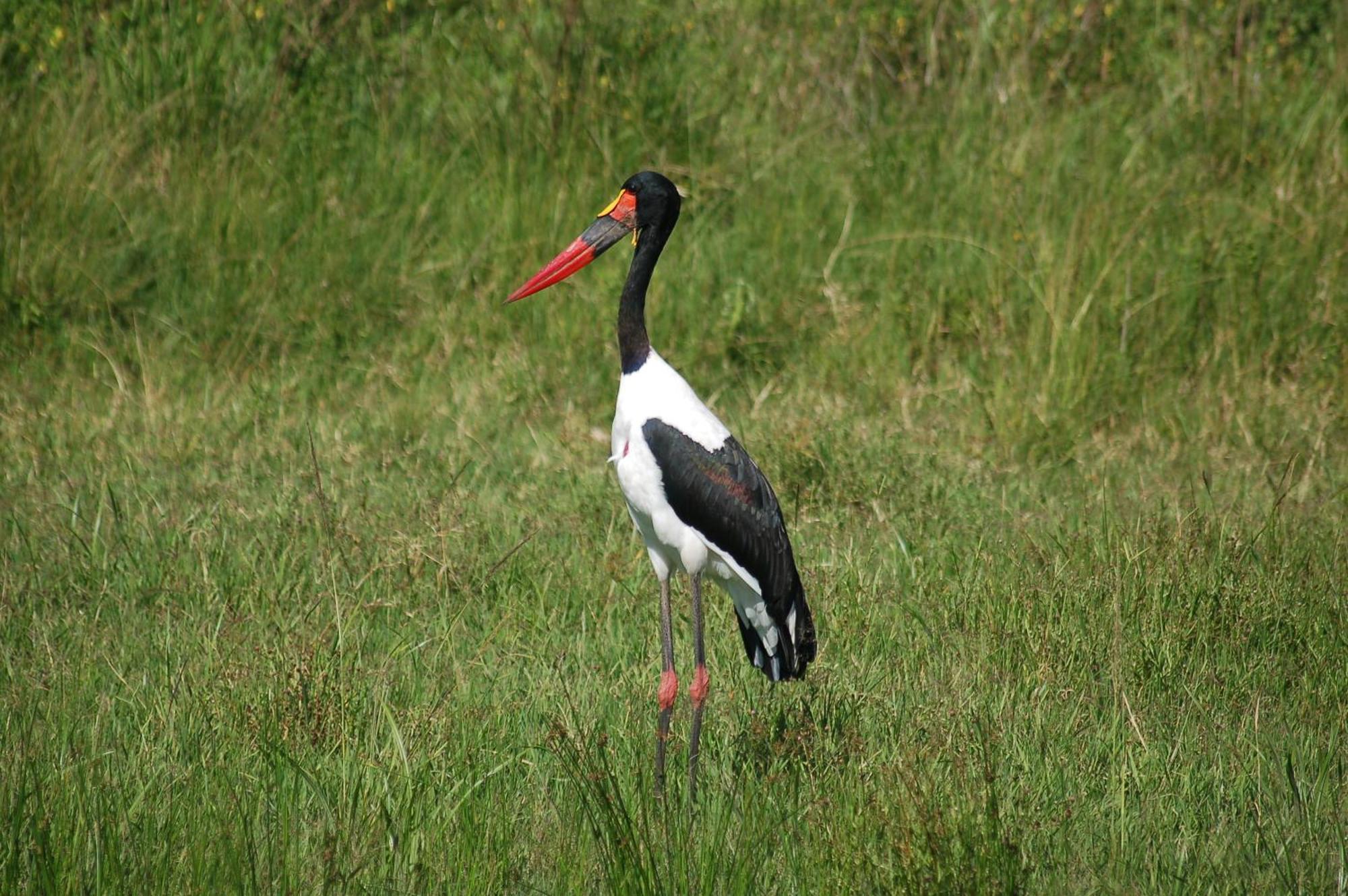 Mara Intrepids Tented Camp Talek Exterior photo
